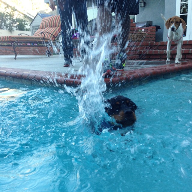I wish my dog  could swim too!