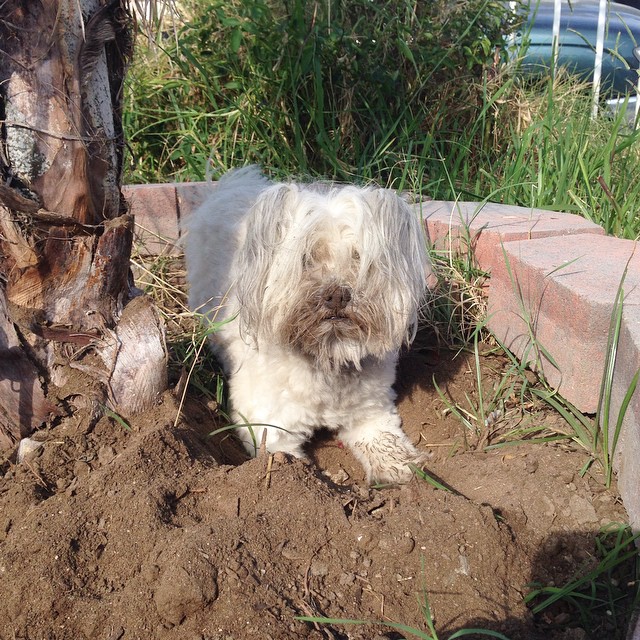 Because grandma just gave me a bath 🚿 yesterday! My dirtsy! #nationaldogday 🐕