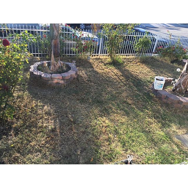 My Chinese neighbor and I did some Mexican labor yesterday! Imagine two Chinese ladies lawn lowering and pulling out weeds in Torrance!! Epic right? Feeling domesticated #home